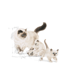 ROYAL CANIN Mother & Baby Cat 400g