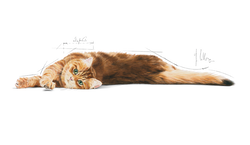 ROYAL CANIN Digestive Care 4kg + έκπληξη δωρεάν 